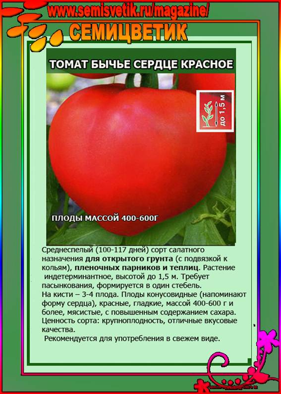 Сорт томата бычье сердце - описание, фото, отзывы