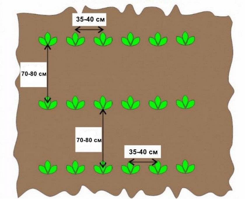 Схема посадки редьки в открытом грунте расстояние между рядами и в ряду
