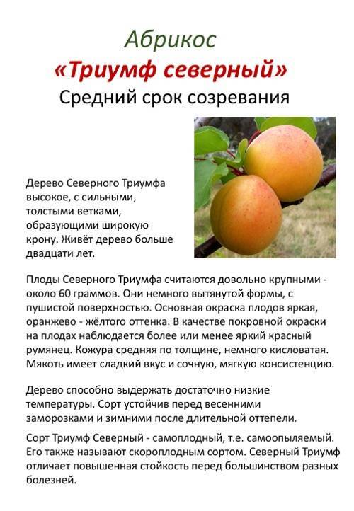 Описание и тонкости выращивания абрикоса сорта Чемпион Севера