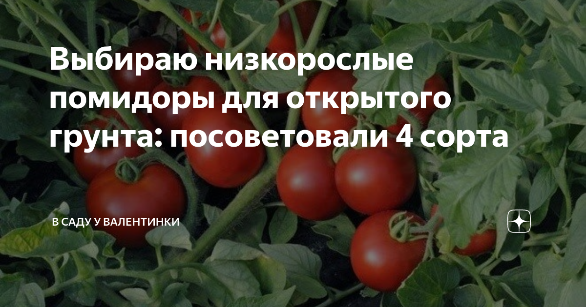 Актуальный на сегодня рейтинг лучших сортов помидор для теплиц на 2022 год.