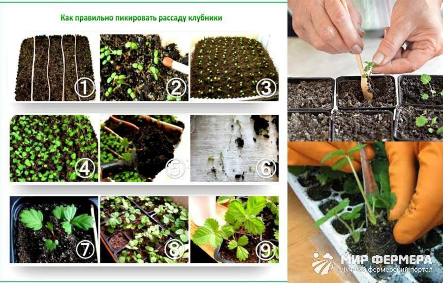 Как вырастить клубнику из семян: выращивание из ягоды, как получить семена в домашних условиях