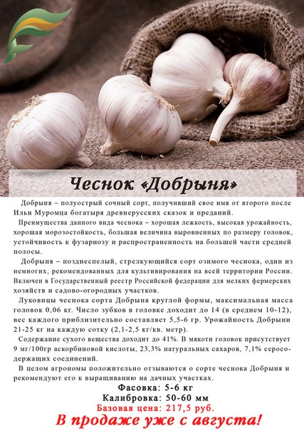 Чеснок грибовский зимний (озимый): описание сорта, фото, отзывы, выращивание