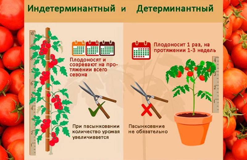 Томат заграничной селекции оранжевый русский: история и описание, отзывы дачников