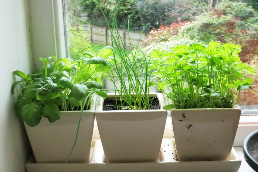 Укроп дома на подоконнике: как посадить и вырастить в комнатных условиях из семян, возможно ли выращивание зимой, как ухаживать и собирать урожай?