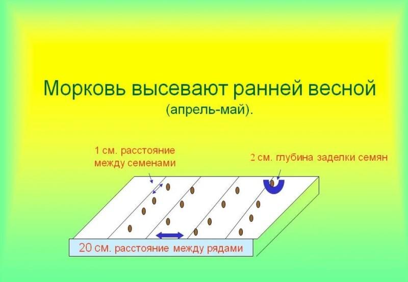 Схема посева моркови в открытом грунте