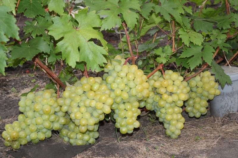 Виноград валек: описание сорта, фото, отзывы