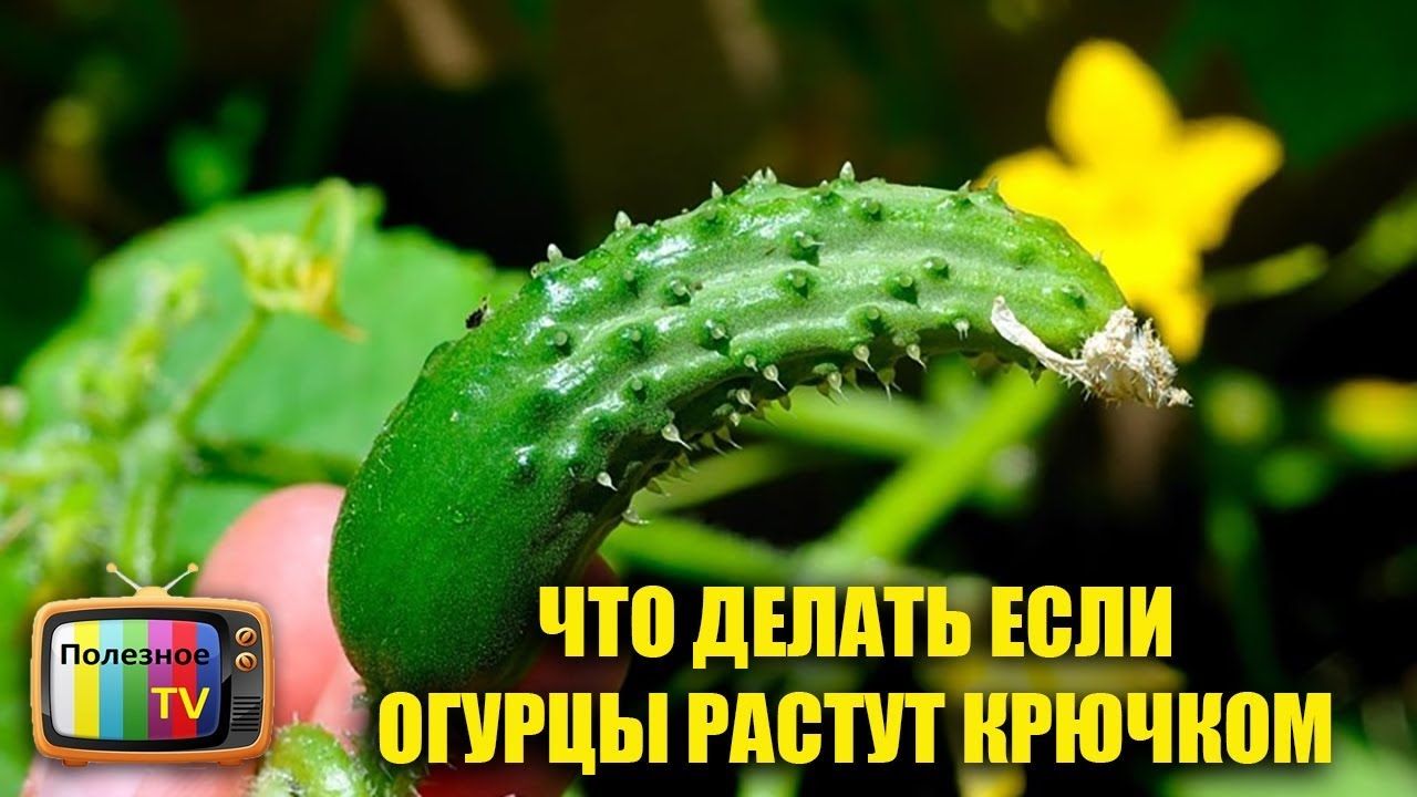 Почему огурцы могут расти крючком в теплице и открытом грунте, чего им не хватает