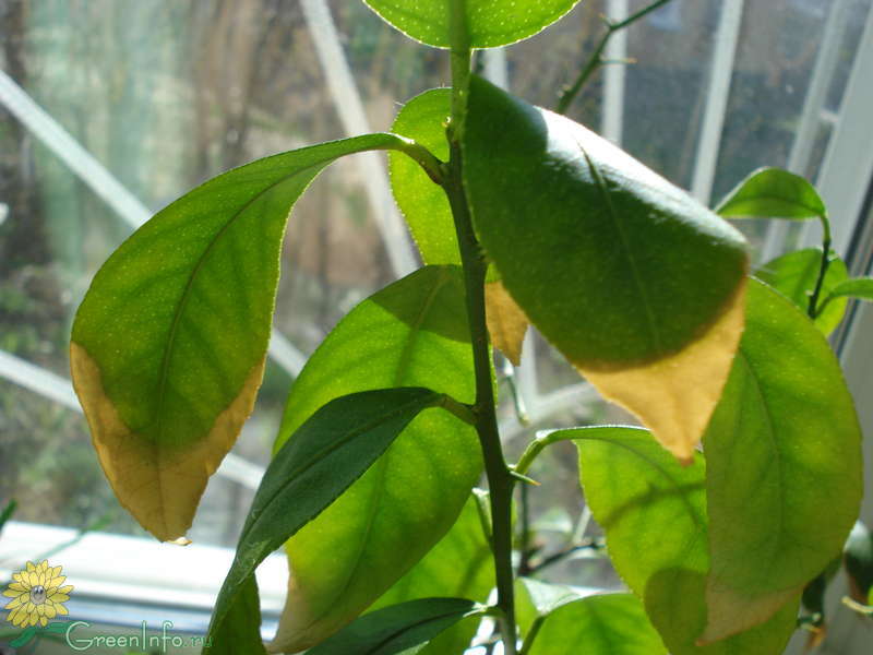 Почему желтеют листья у мандарина: болезни и вредители дерева, что делать