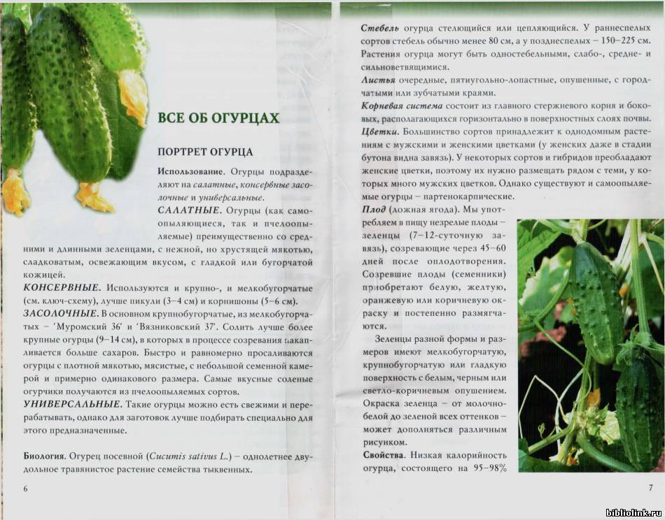 Огурец моравский корнишон f1: отзывы, описание сорта, выращивание и уход, урожайность