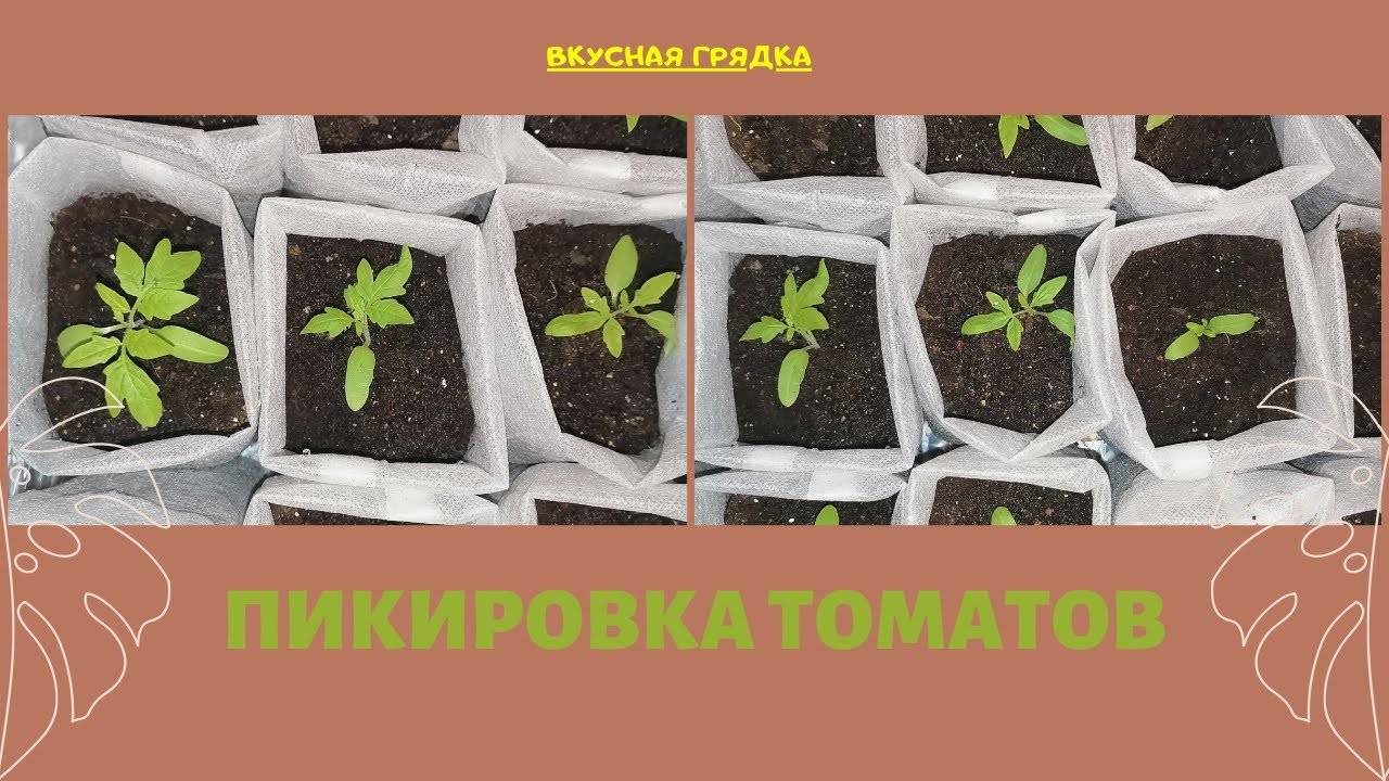 Пикировка рассады томатов: правила пикирования помидоров + уход после пикировки