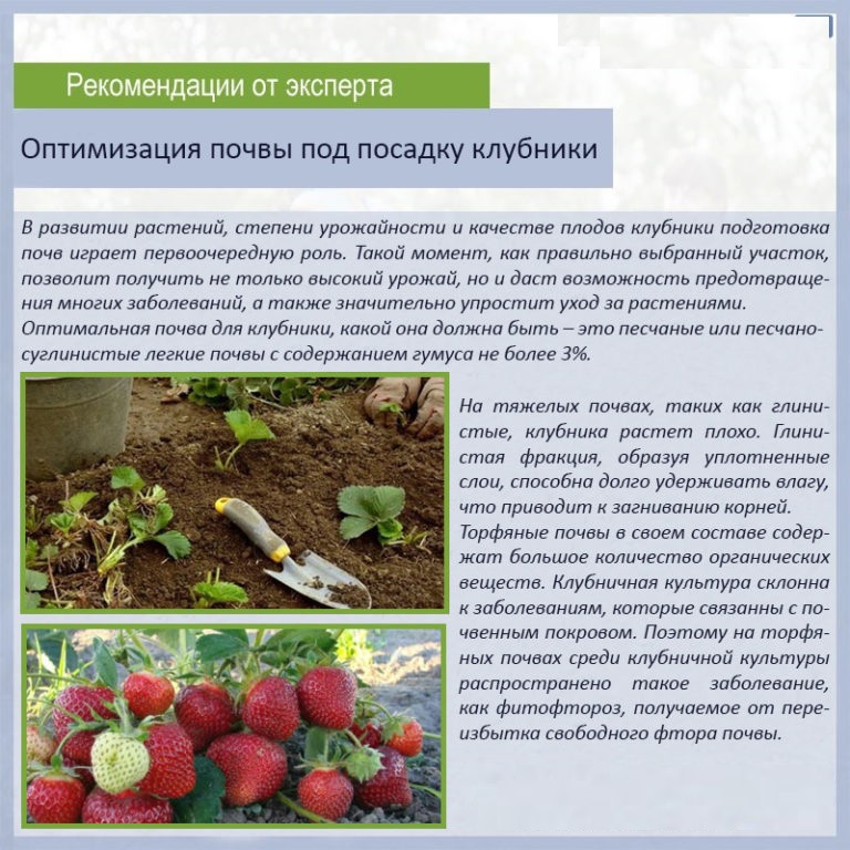 ᐉ клубника фриго – что это за рассада, как ее правильно выбирать, хранить и выращивать - hydrosad.ru