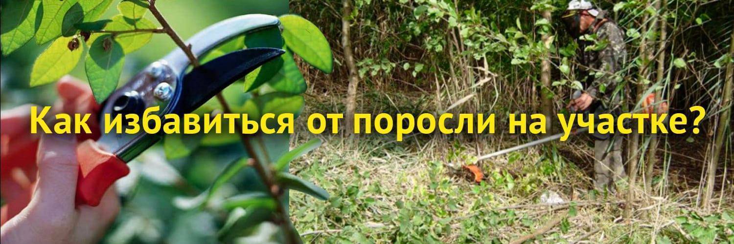 Как избавиться от поросли сливы, вишни, осины, облепихи, деревьев и кустарников на участке | cl-forest.ru
