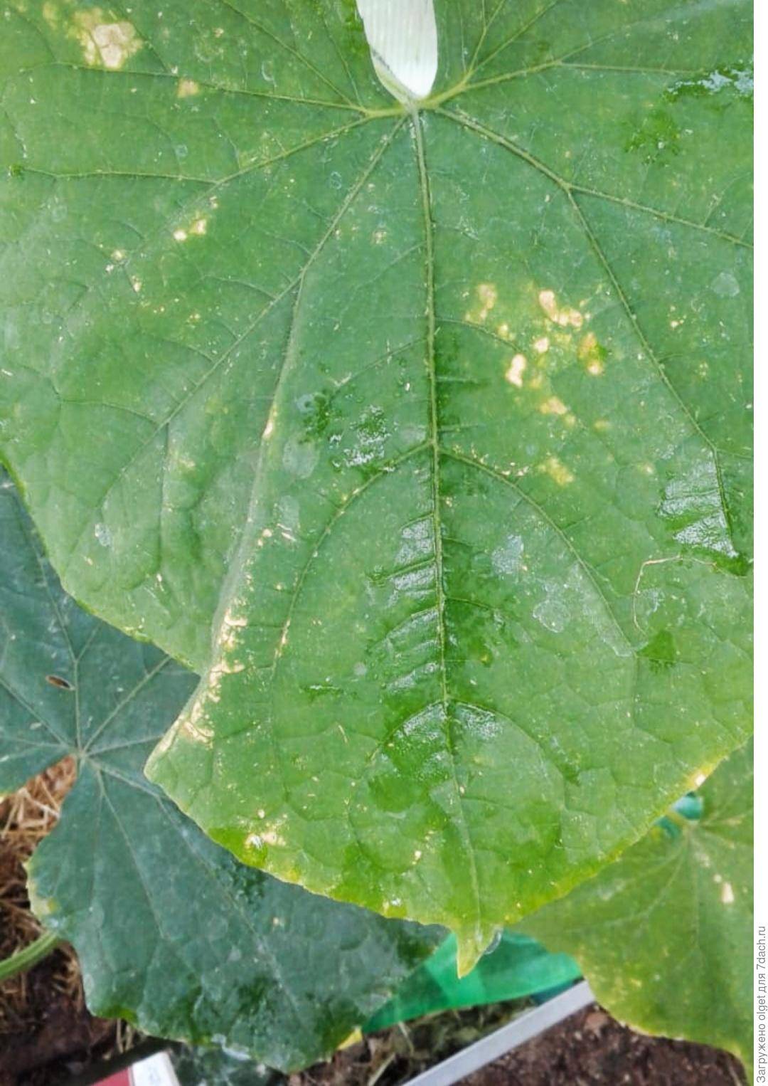 Желтые пятна на листьях огурца: чем обработать, как предотвратить