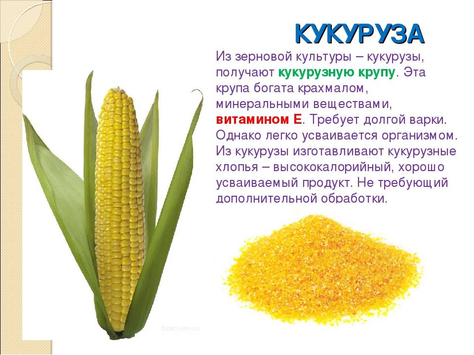 Что такое кукуруза - овощ или фрукт