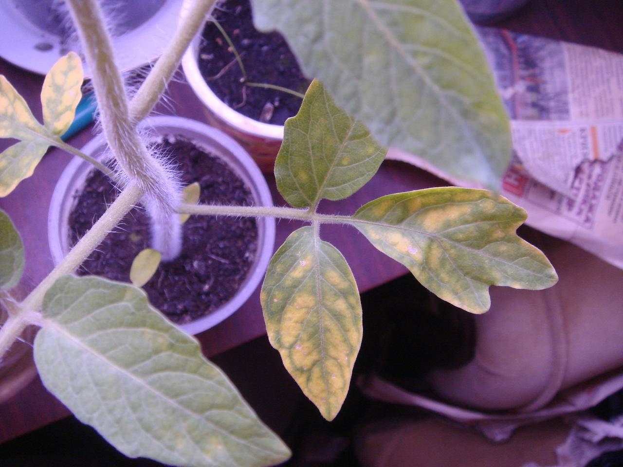 Почему у перца фиолетовые листья: причины, что делать
