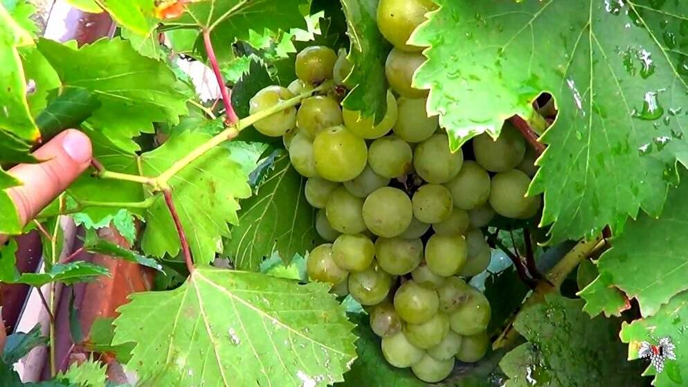 Виноград галбена ноу: описание сорта с характеристикой и отзывами, особенности посадки и выращивания, фото