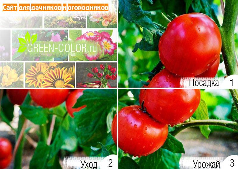 Томат бабушкино лукошко: характеристика и описание сорта, отзывы об урожайности тех кто сажал семена помидоров, фото и видео