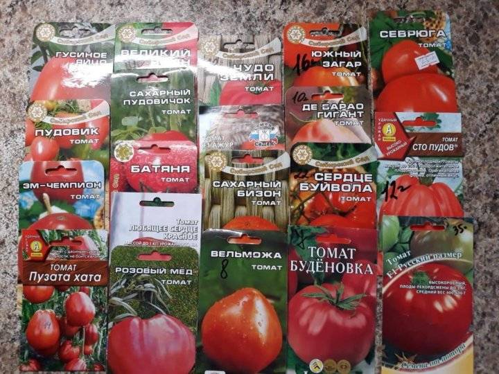 Описание и основные характеристики помидоров сорта севрюга