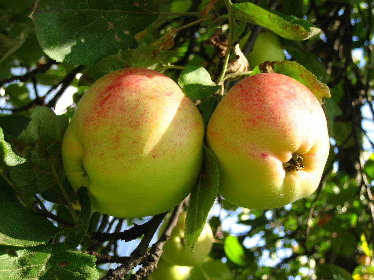 Яблоня штрейфлинг: описание сорта, польза и вкус плодов, правила посадки и ухода, оценка урожайности, сроки сбора и хранения урожая