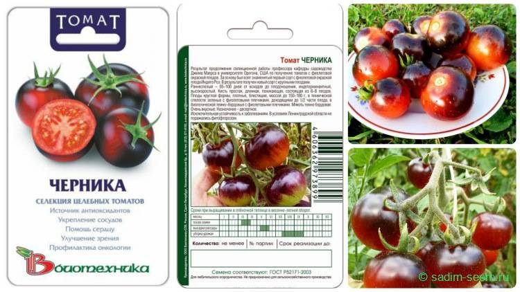 О томате черника: описание сорта томата, характеристики помидоров, посев | сортовед