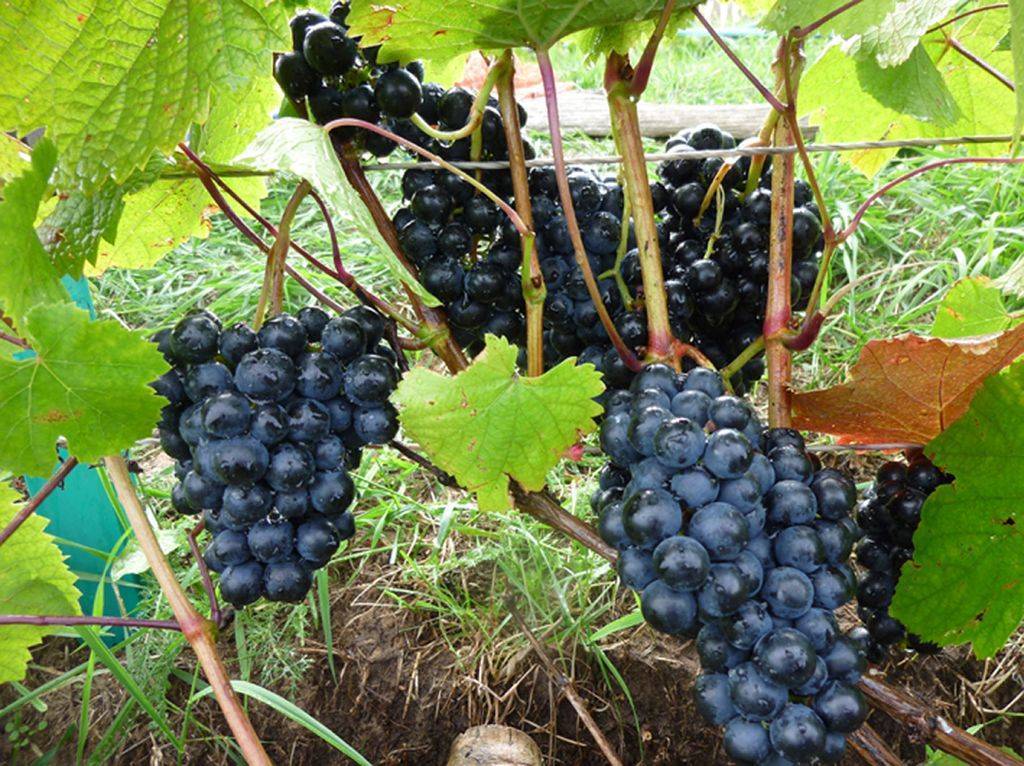 Особенности винограда американского сорта «вэлиант»