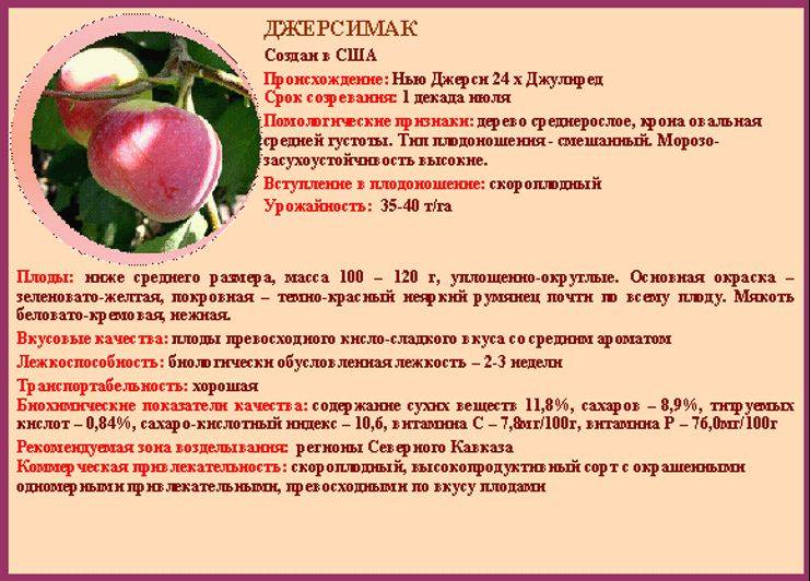 Яблоня аркад бирюкова: описание, фото, отзывы