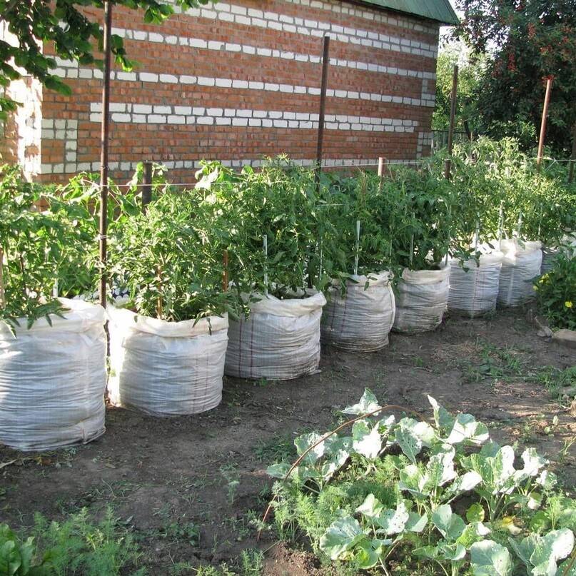 Выращивание помидоров в мешках — пошаговая инструкция: как посадить и собрать урожай томатов новым удобным способом