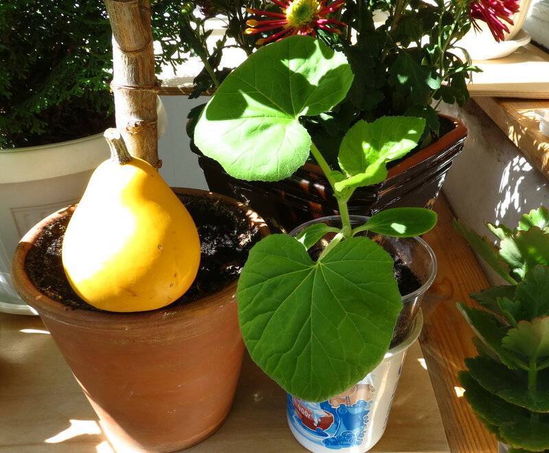 Правила выращивания тыквы на балконе дома и как правильно выбрать сорт