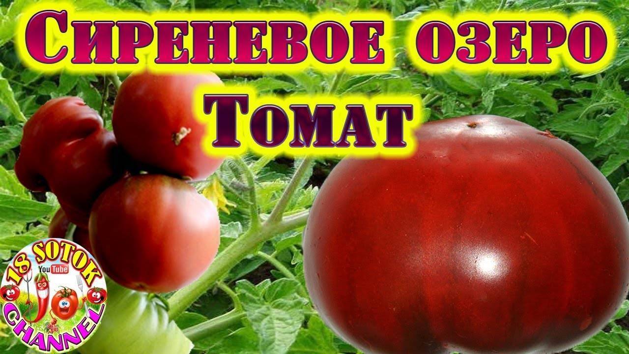 Фиолетовые помидоры: обзор сортов и полезные свойства