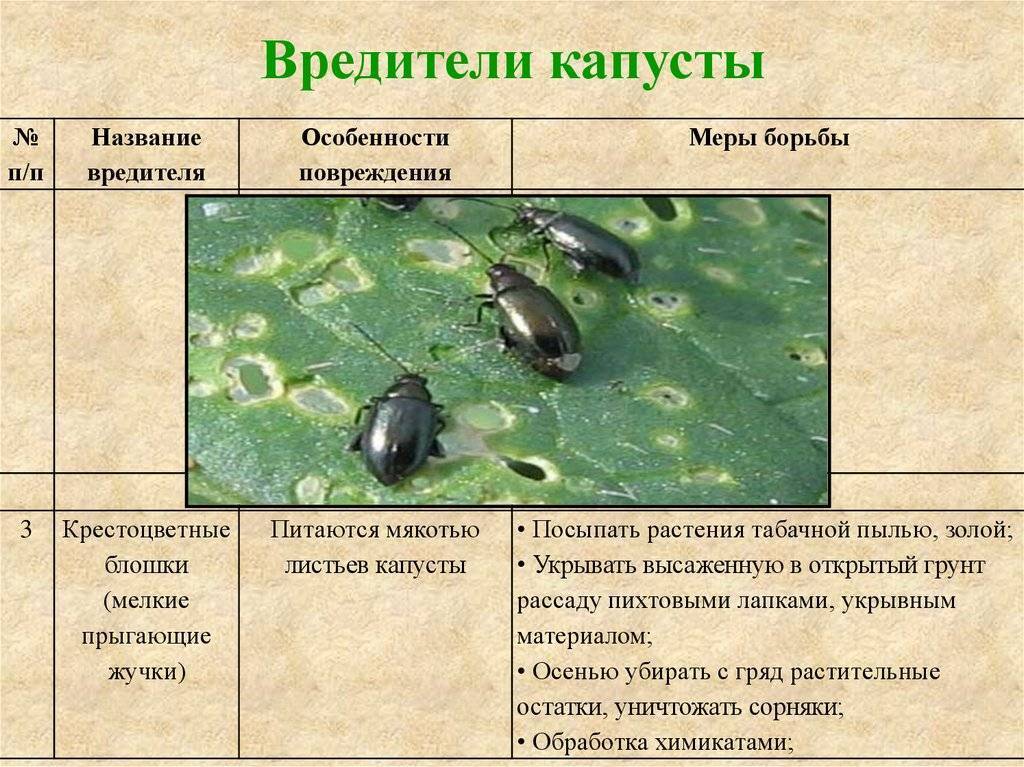 Всё о редьке. часть 2: выращивание редьки — floraprice.ru
