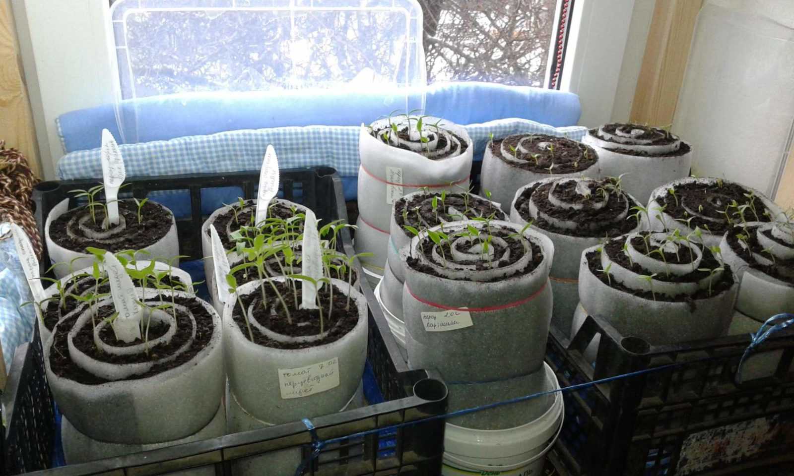 Правильная посадка томатов в улитку: 8 этапов нового способа — как сажать в улитку помидоры — про огород