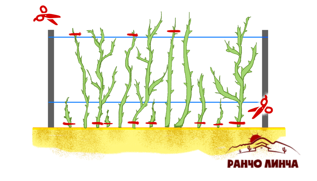 Ремонтантная малина уход и посадка в открытом грунте: размножение и когда лучше садить, как посадить куст, технология правильного ухода и выращивания
