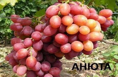Виноград сорта анюта: подробное описание, фото и отзывы