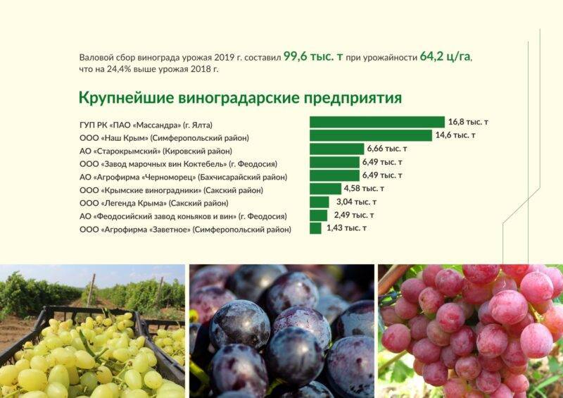 Виноград валек: описание сорта и отзывы :: syl.ru