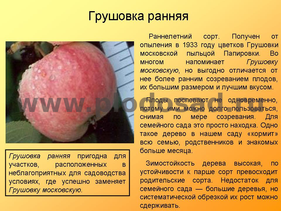 Яблоня московская грушовка: описание, фото, отзывы