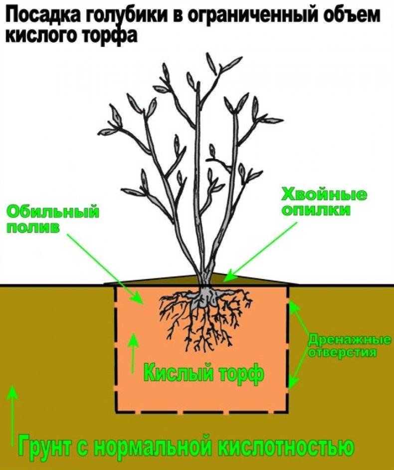 Черника садовая: подготовка почвы, посадка, выращивание из семян и уход