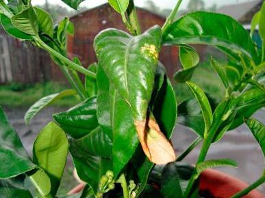 У лимона скручиваются листья: как помочь растению?