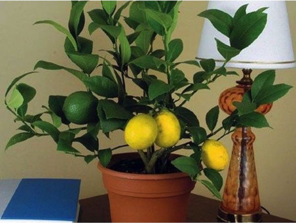 Что делать, если не цветет лимон?
