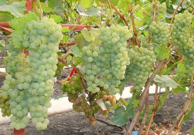 Описание и технология выращивания винограда сорта Цитронный Магарача