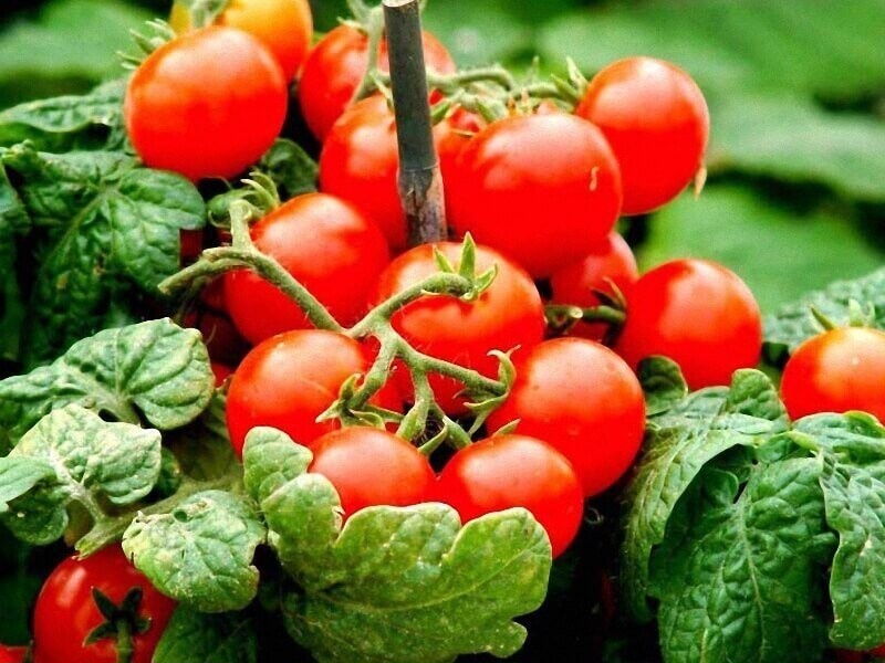 Выращивание томатов: обзор всех методов с детальной инструкцией