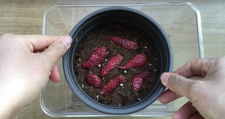 Руководство о том, как вырастить клубнику из семян, чтобы получить лучшую рассаду