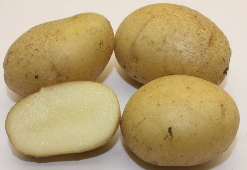 Сорт картошки елизавета