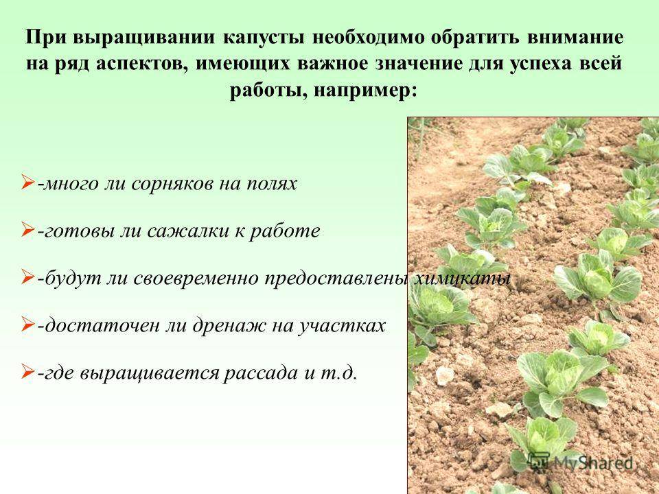 Капуста: посадка и уход в открытом грунте, выращивание, болезни и вредители
