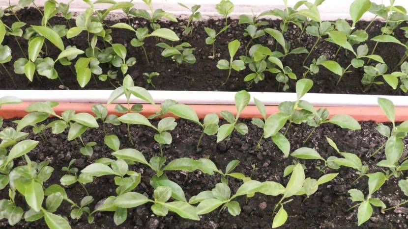 Как вырастить нектарин – посадка и выращивание в саду | садоводство24