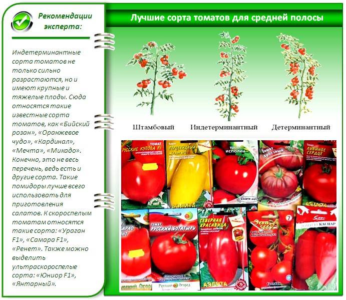 Фото, видео, отзывы, описание, характеристика, урожайность сорта помидора «самара».