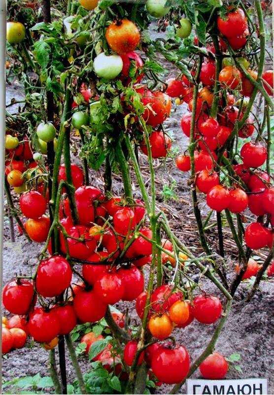 Помидор гаргамель f1 - описание сорта с фото, характеристика, урожайность отзывы кто сажал