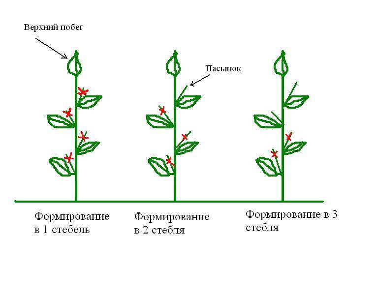 Выращивание арбузов: в открытом грунте, уход за ними и их хранение