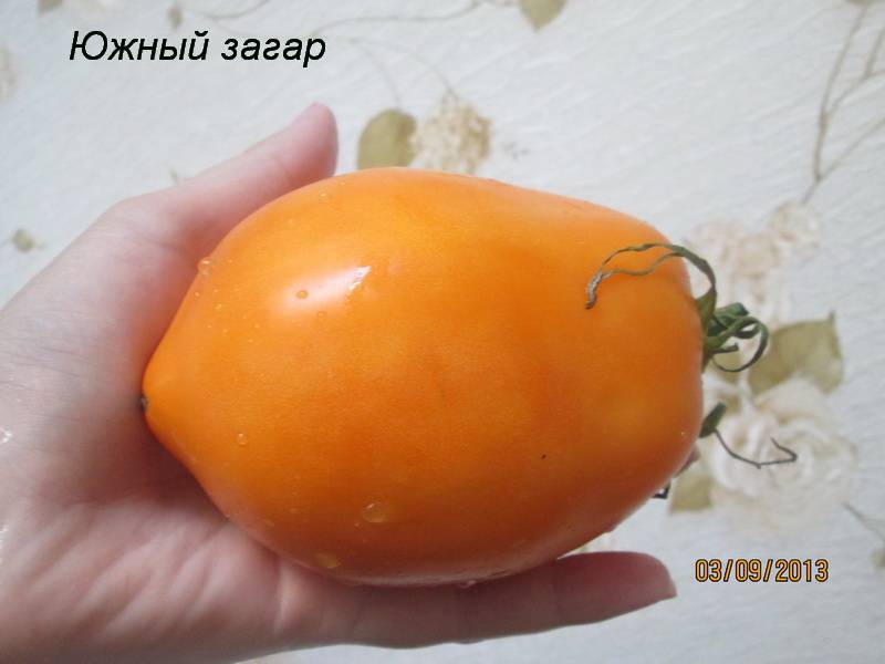 Южный загар: описание сорта томата, характеристики помидоров, посев