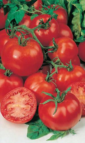 Описание сорта томата вернер, его характеристика и урожайность – дачные дела