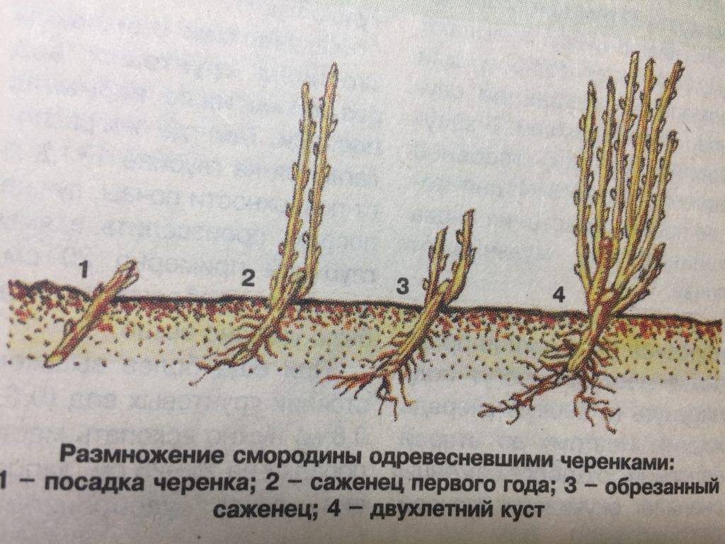 Размножение крыжовника отводками, делением и другими способами - как размножается крыжовник летом, весной и осенью